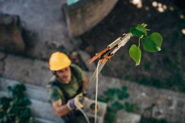 How Our Tree Care Process Works  in  Lakewood, CA