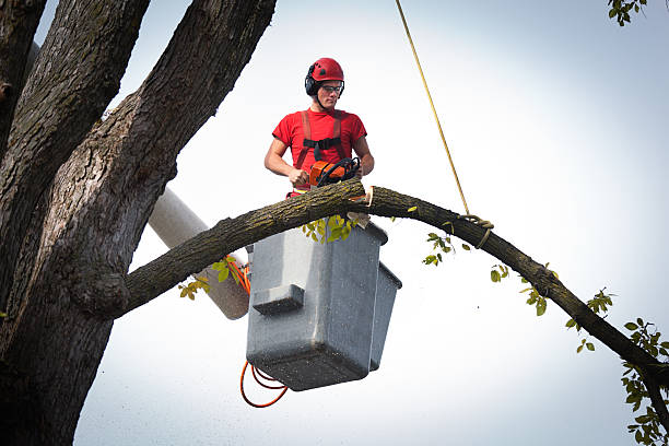 Lakewood, CA Tree Services Company